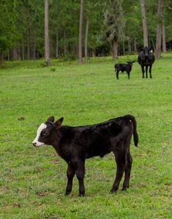 Baby cow standing in field